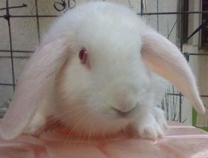 宠物兔能吃吗？？兔子饮食指南