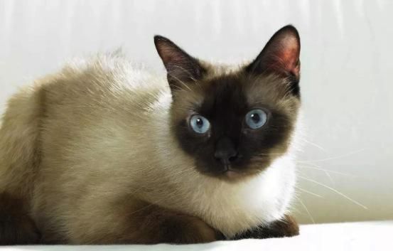 暹罗猫：神秘宠物探秘之旅