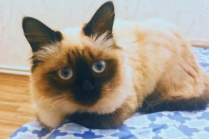 巴厘猫:一种自带异域风情品种的猫