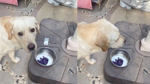 宠物狗辅食怎么做的吃