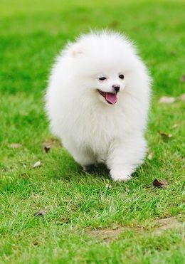 博美养护指南，宠物养护必备