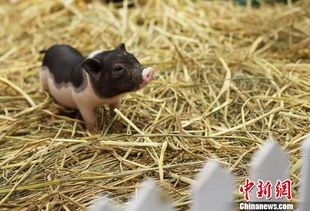 小香猪：萌宠界的美食诱惑？