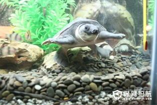 猪鼻子龟养护指南:食性及饲养技巧