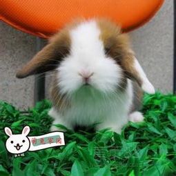 海棠兔养护指南：萌宠兔健康幸福之道