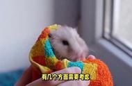 仓鼠当宠物：你需要知道的一切