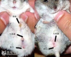 宠物爱好者必看：龙猫与仓鼠辨析指南