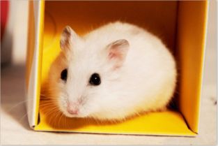 宠物爱好者必看：龙猫与仓鼠辨析指南