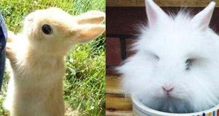 养兔子需要注意的事项（从饲料到饮水，一步步教你如何养护宠物兔子）