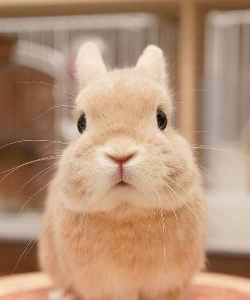 养兔子需要注意的事项（从饲料到饮水，一步步教你如何养护宠物兔子）