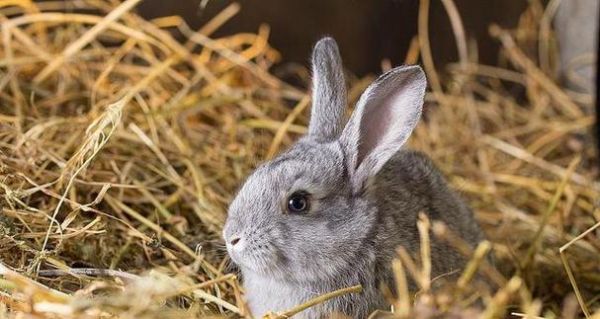 养兔子需要注意的事项（从饲料到饮水，一步步教你如何养护宠物兔子）