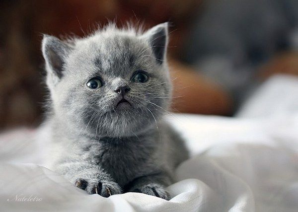 Breathtaking Kitties14 Breathtaking Kitties