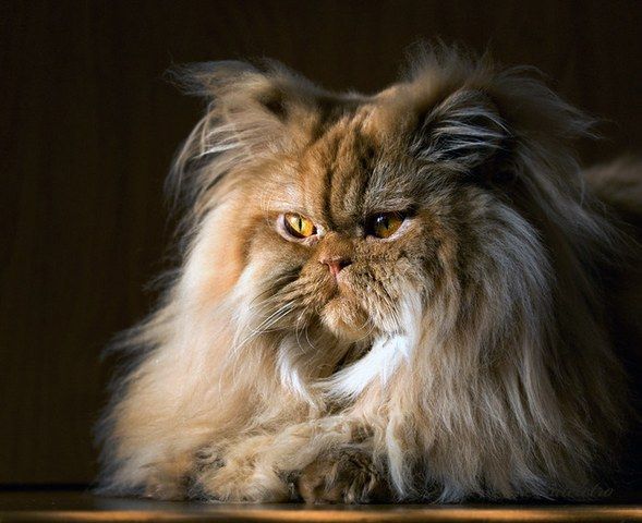 Breathtaking Kitties13 Breathtaking Kitties