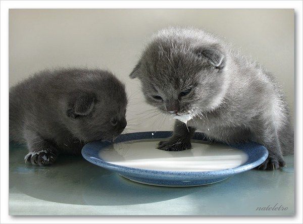 Breathtaking Kitties11 Breathtaking Kitties