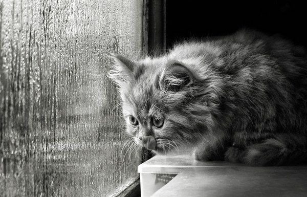 Breathtaking Kitties10 Breathtaking Kitties