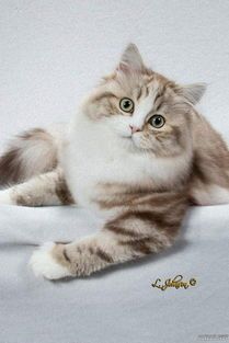 怎么跟宠物猫拍照