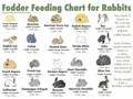 Fodder Feeding Chart for Rabbits :: PRINTABLE!