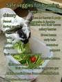 Rabbit Food List