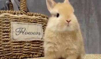 进口双血统侏儒兔辨别