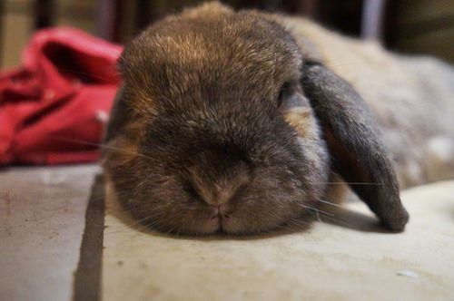 兔子化毛膏真假，兔子化毛膏有假的吗