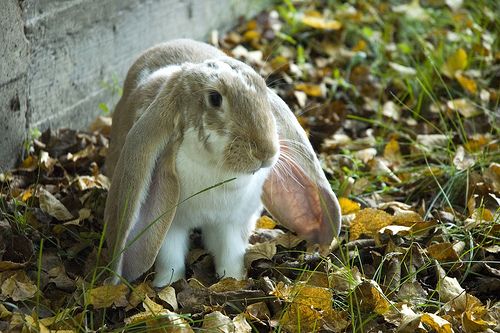 兔子化毛膏真假，兔子化毛膏有假的吗