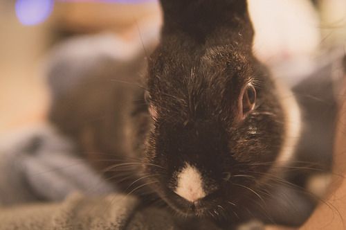 兔子化毛膏真假，兔子化毛膏有假的吗