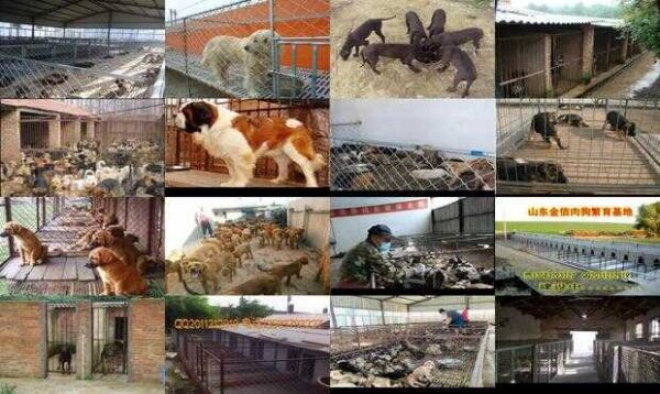 长沙肉狗养殖基地