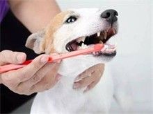 宠物店提供长期寄养美容