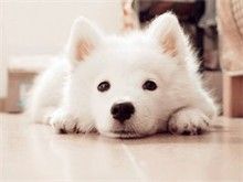 宠物店长短期寄养 不关笼子