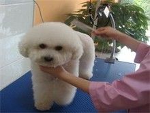 TA它宠物店专注宠物洗澡美容寄养