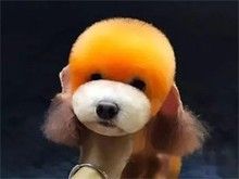 宠物店寄养，活体出售，宠物美容，疫苗注射