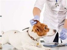 大渡口派多格宠物店寄养、美容、护理
