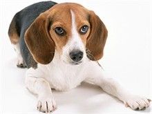 德爱宠物店 宠物洗澡 宠物美容 寄养 出售狗狗