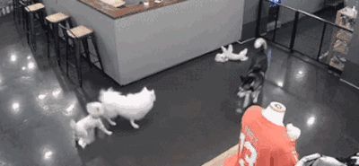 “把猫送去寄养,是我做过最后悔的事!”