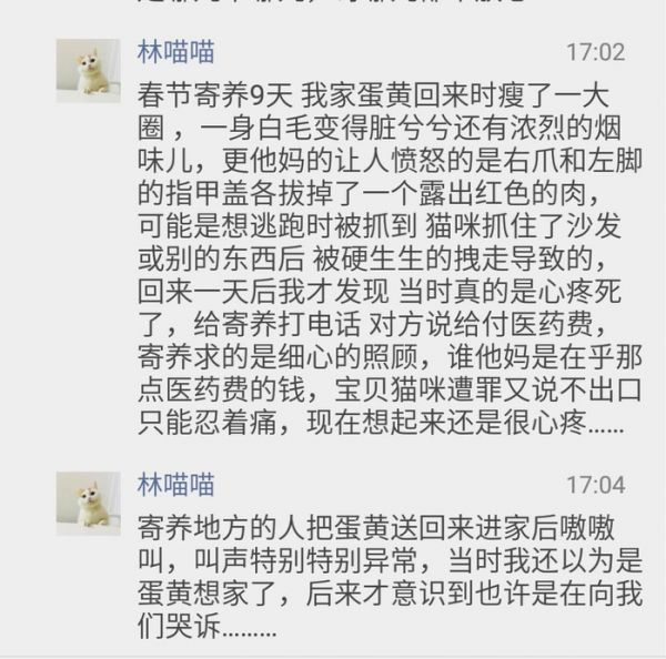 “把猫送去寄养,是我做过最后悔的事!”