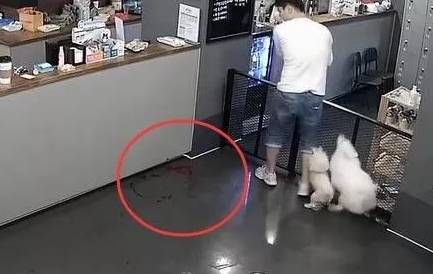 “把猫送去寄养,是我做过最后悔的事!”