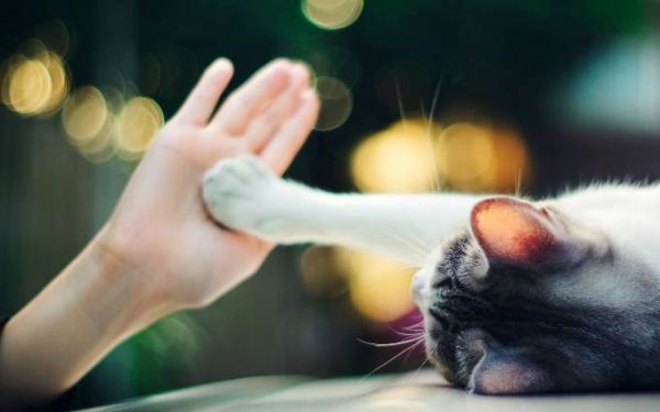 “把猫送去寄养,是我做过最后悔的事!”