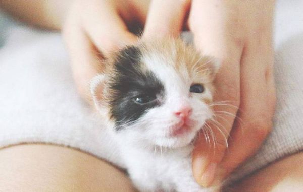 “把猫送去寄养,是我做过最后悔的事!”