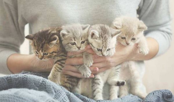 “把猫送去寄养,是我做过最后悔的事!”