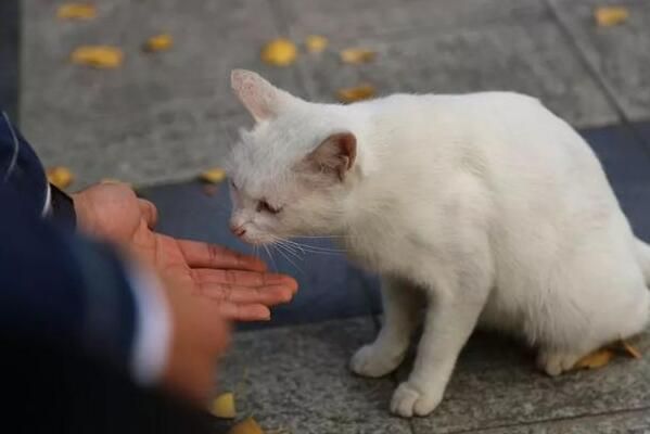 猫咪圈地行为是怎么回事呢?如何纠正猫咪圈地行为!