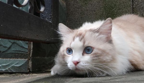 猫咪圈地行为是怎么回事呢?如何纠正猫咪圈地行为!