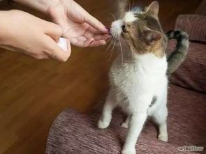 猫咪犯错，耐心纠正，宠物行为改善。