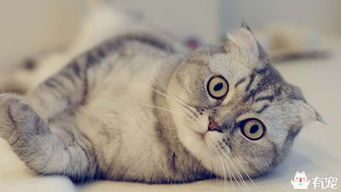 猫咪犯错，耐心纠正，宠物行为改善。