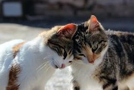 如何制止猫咪喷液的行为?猫咪纠正训练!