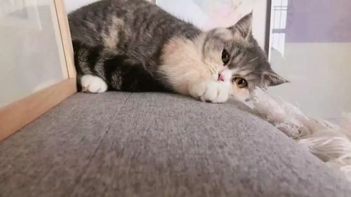 纠正猫咪抓挠习惯，培养宠物优雅举止。