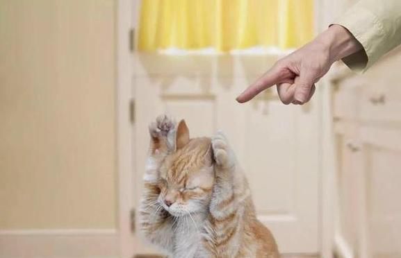 猫咪偷吃后被打会有什么反应?