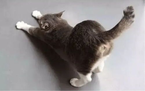 猫咪为何偏爱拍打臀部？