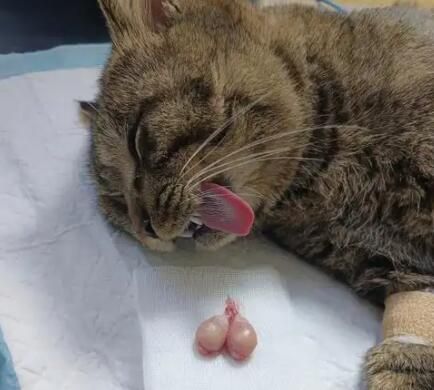 猫咪绝育后如何控制体重