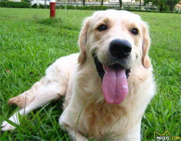 狗狗出现这些状况就是换食物的信号，很多人不知道