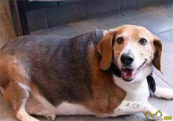 狗狗出现这些状况就是换食物的信号，很多人不知道