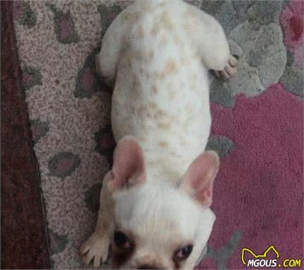 狗狗出现这些状况就是换食物的信号，很多人不知道